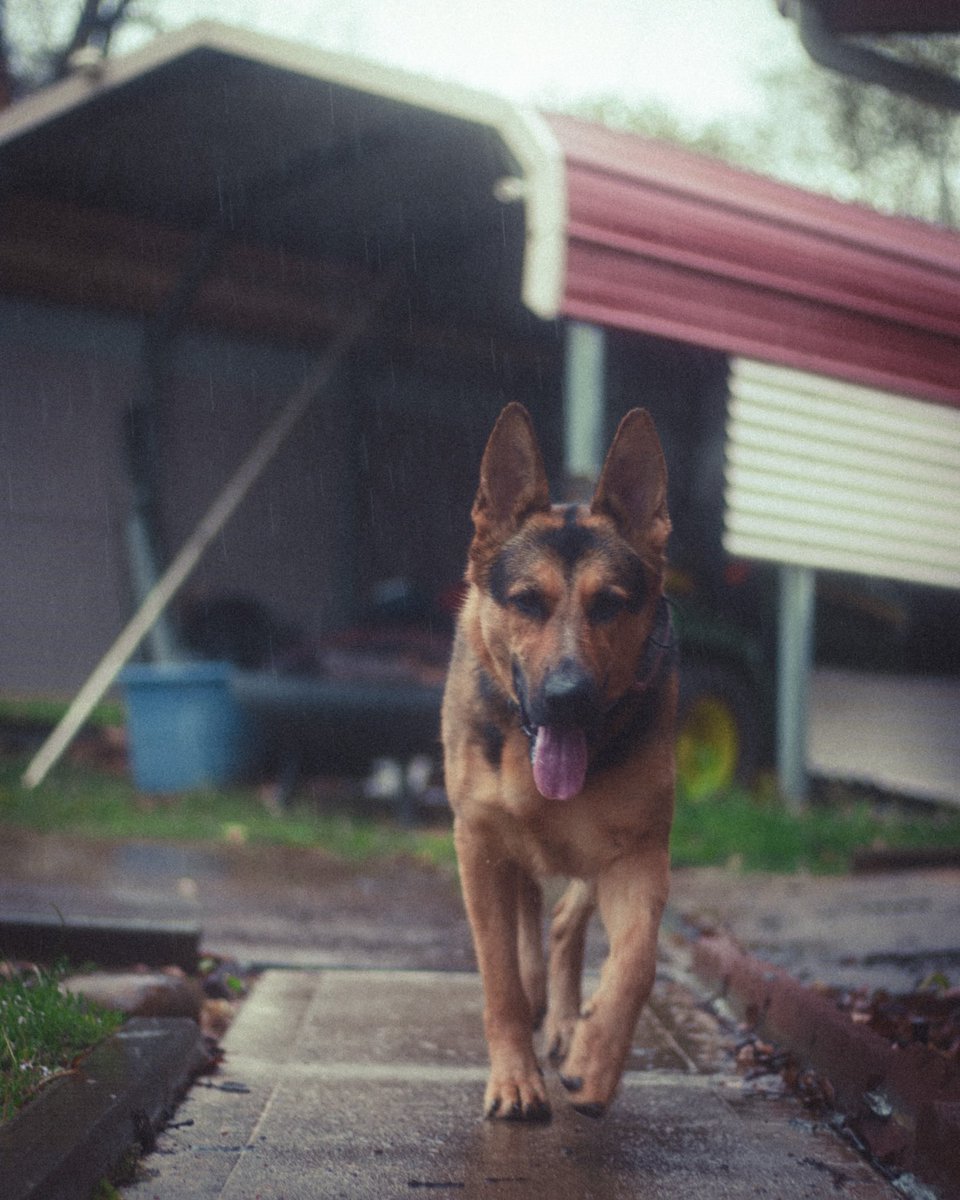 jer_welsh's tweet image. S/O to my only photography subject ever. It’s wet lately.
#dogs #photooftheday #photograghy