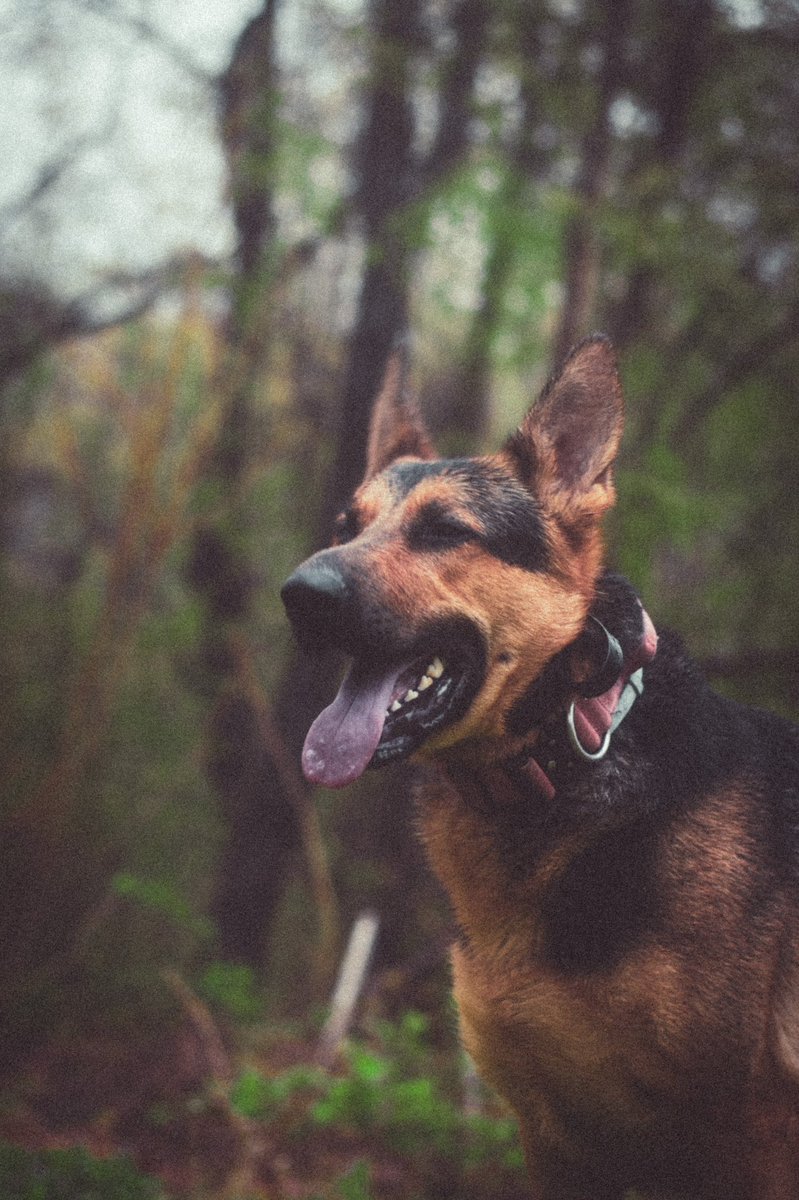 jer_welsh's tweet image. S/O to my only photography subject ever. It’s wet lately.
#dogs #photooftheday #photograghy