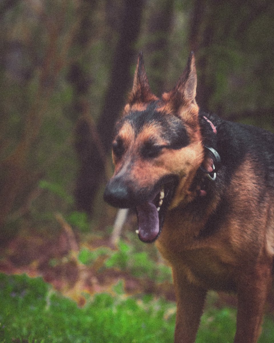jer_welsh's tweet image. S/O to my only photography subject ever. It’s wet lately.
#dogs #photooftheday #photograghy