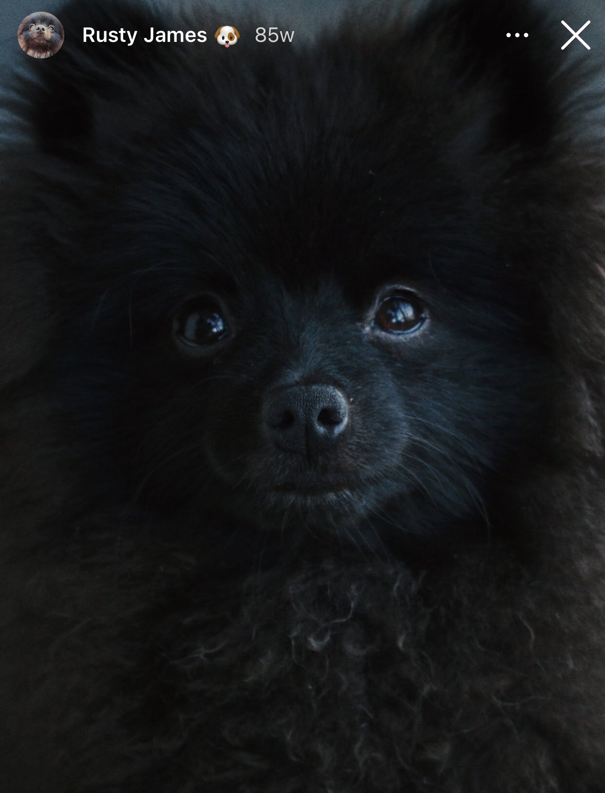   Happy Birthday Daddy lwoof you   Rusty James      