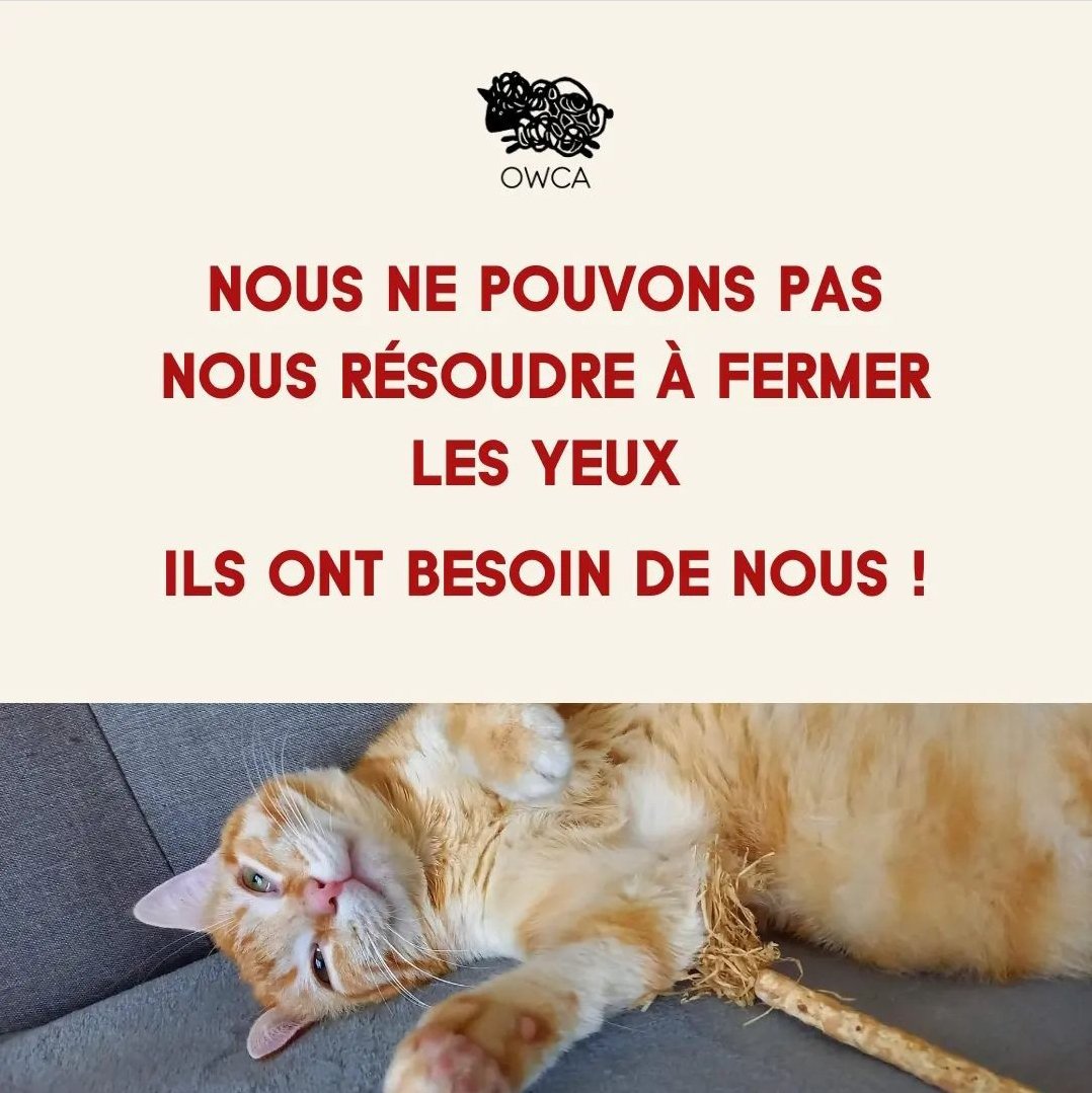 Association Owca tweet media