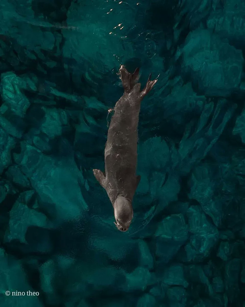 Cyprus4Holidays's tweet photo. The Mediterranean monk seal (Monachus monachus) is a rare monk #seal living in the Mediterranean. In #Cyprus, we have less than 20.

Watch from afar and respect the wildlife.

📸 nino_theodoulou [IG]

#travel #wanderlust #Cyprus4Holidays #monachusmonachus #monkseal https://t.co/1owk2xUwP9