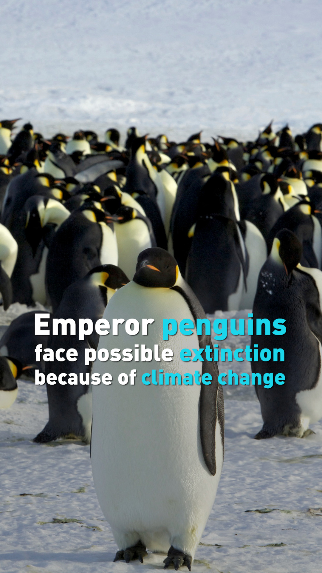 CGTN on Twitter: "Climate change is impacting emperor penguins and