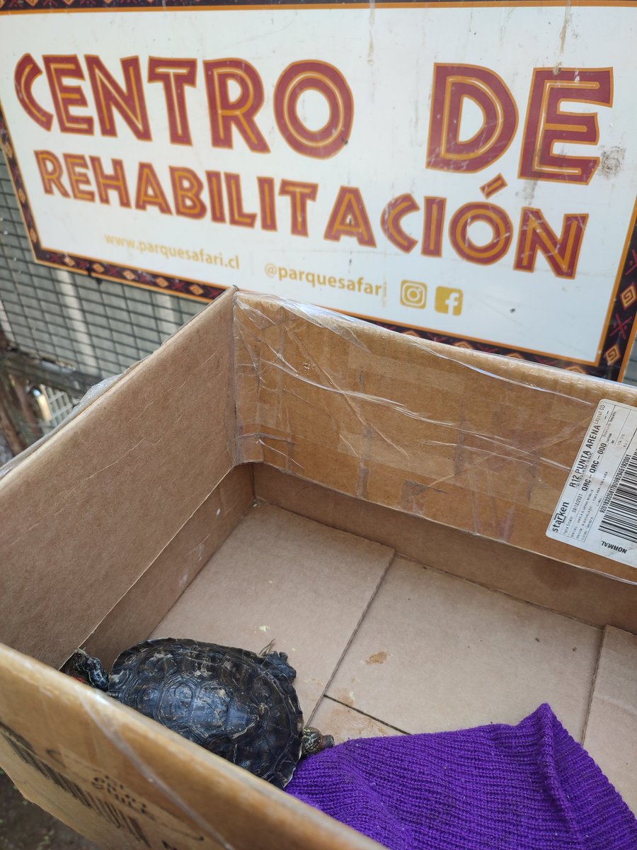 MicoDorffer's tweet photo. Y fue recibida por @parquesafari para ser evaluada por los funcionarios y tomar la mejor decisión 👏🏼 gracias por recibirlo. @alcaldejrgodoy gestiones del equipo técnico de la Veterinaria Municipal junto con la Dra. Alejandra González 🎊 #RescatandoVidas https://t.co/OEOlvzbect