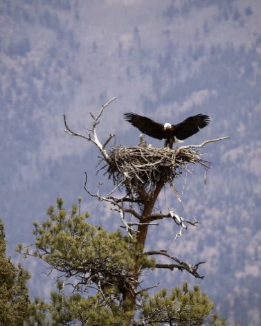 UntamedAperture's tweet photo. First day in the field with the new R5 and RF 100-500mm. This is a quick cell phone drop of mama returning to the nest after some well-deserved alone time. Can’t wait to see what the real photos look like!

#BirdsOfPrey #ColoradoWildlife #BaldEagle https://t.co/kFB7EQmNDr
