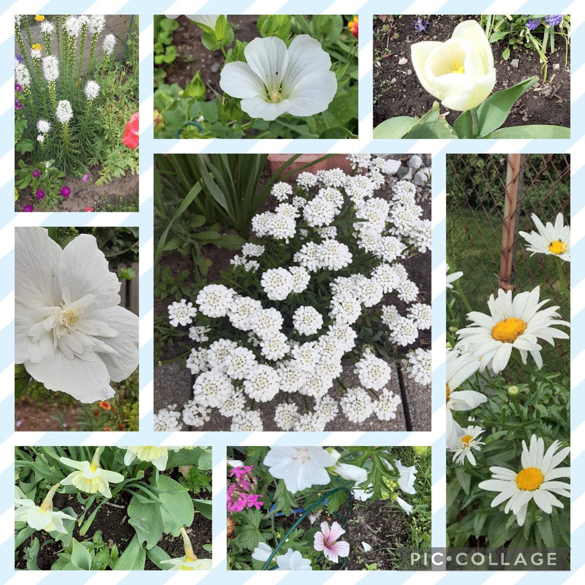 Some of my white and pastel #flowers for #sauvignonblancday from my #garden #Flowers #GardeningTwitter