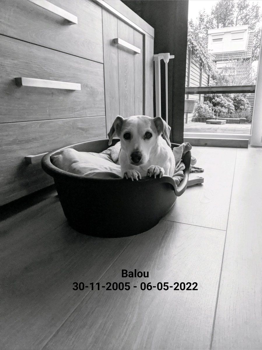 Our dog went to heaven you be in our heart forevver ....