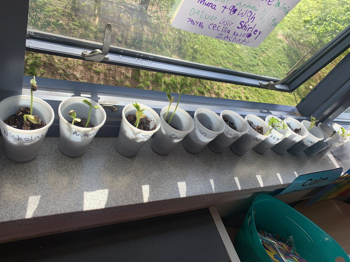 APSChristensen's tweet photo. It’s been an exciting few weeks planting seeds and watching our plants grow @APSDrew ! We can’t wait to take them home today! #PBL @APSDrwDragonDEN @APSscience https://t.co/gV7DHKX7Xm