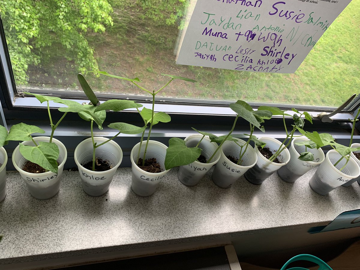 APSChristensen's tweet photo. It’s been an exciting few weeks planting seeds and watching our plants grow @APSDrew ! We can’t wait to take them home today! #PBL @APSDrwDragonDEN @APSscience https://t.co/gV7DHKX7Xm