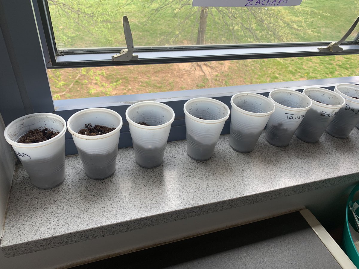 APSChristensen's tweet photo. It’s been an exciting few weeks planting seeds and watching our plants grow @APSDrew ! We can’t wait to take them home today! #PBL @APSDrwDragonDEN @APSscience https://t.co/gV7DHKX7Xm
