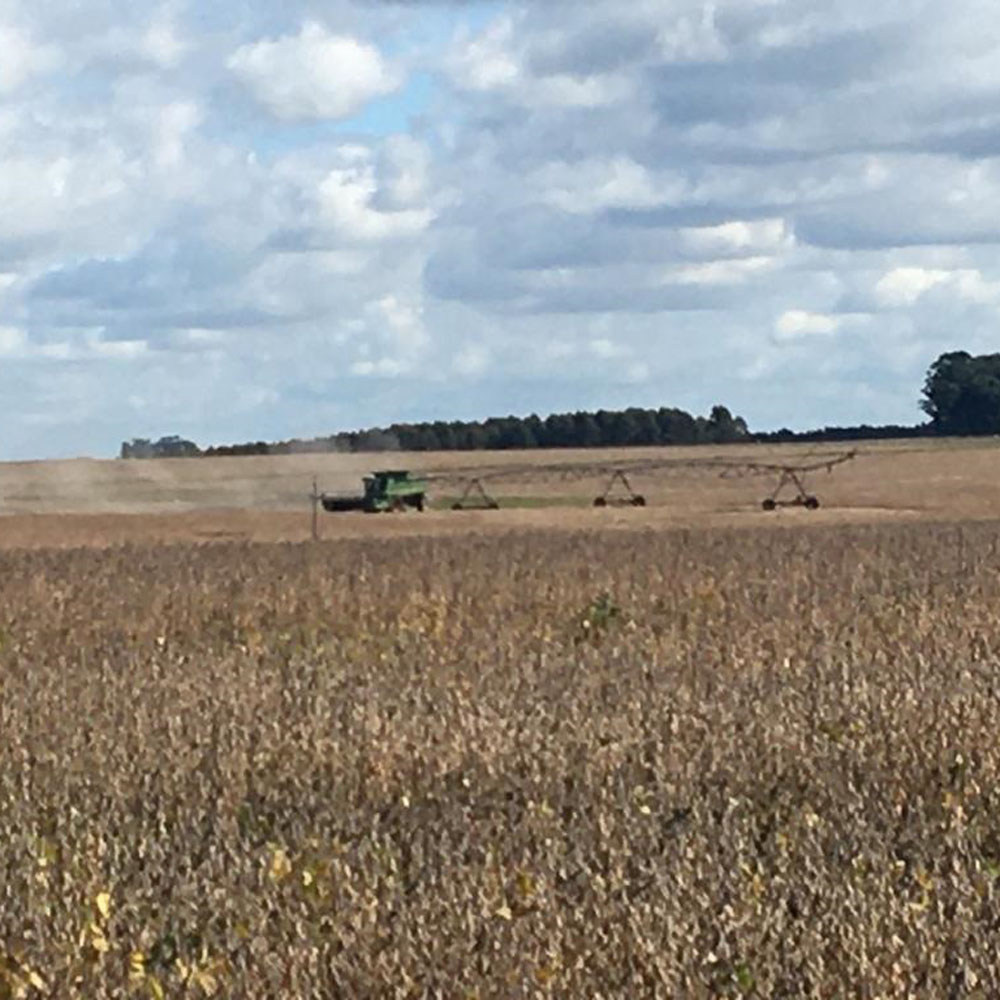 agromil_ltda's tweet photo. Recorrida ensayo de Microstar en soja. 👥 Grupo Regadores de Uruguay. 📍 Juan José Castro, Flores.
#MicrostarSoja #SojaUruguay #RizobacterUruguay https://t.co/WNdxqfypeD