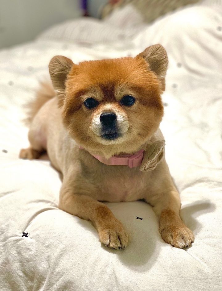 AdoptleGame's tweet photo. Yesterday's Adoptle adoptable pup was Riley, a senior lady located in NY, NY.

Check out her adoption page if you or someone you know might be interested!

https://t.co/CsexNStc9B https://t.co/8cn1f7wRyv