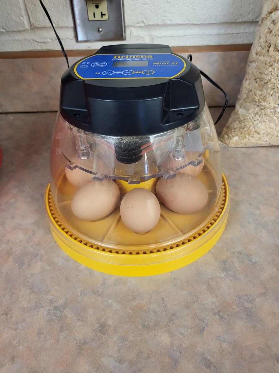 4th grade started incubating our chicken eggs. Hatch date should be May 24th or 25th. Thank you <a href="/RentTheChicken/">Rent The Chicken</a>