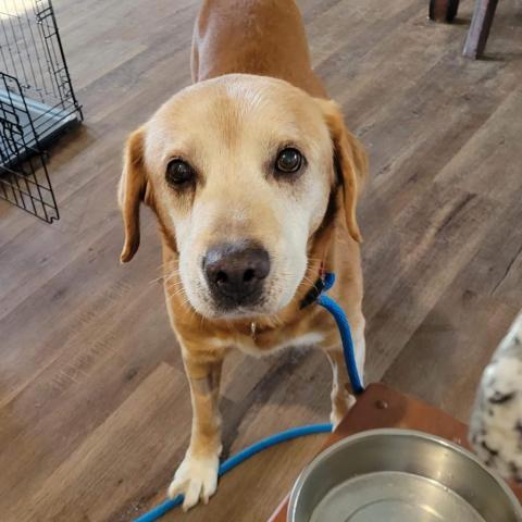 AdoptleGame's tweet photo. Have you played #Adoptle yet?
Each day, we feature an adoptable dog or cat, and players have six guesses to figure out their name!
See if you can figure out this cutie's name!
https://t.co/NeMlDlSqkW https://t.co/lB9Yn5zzAw