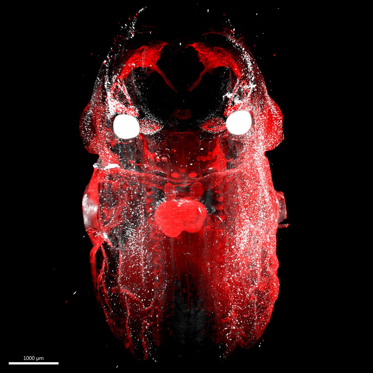 Melanoblast cells migrating through the skin from the neural crest in an e13.5 embryo.
LaVision Lightsheet Microscope
Brian Raftrey
PI: Ya-Chieh Hsu