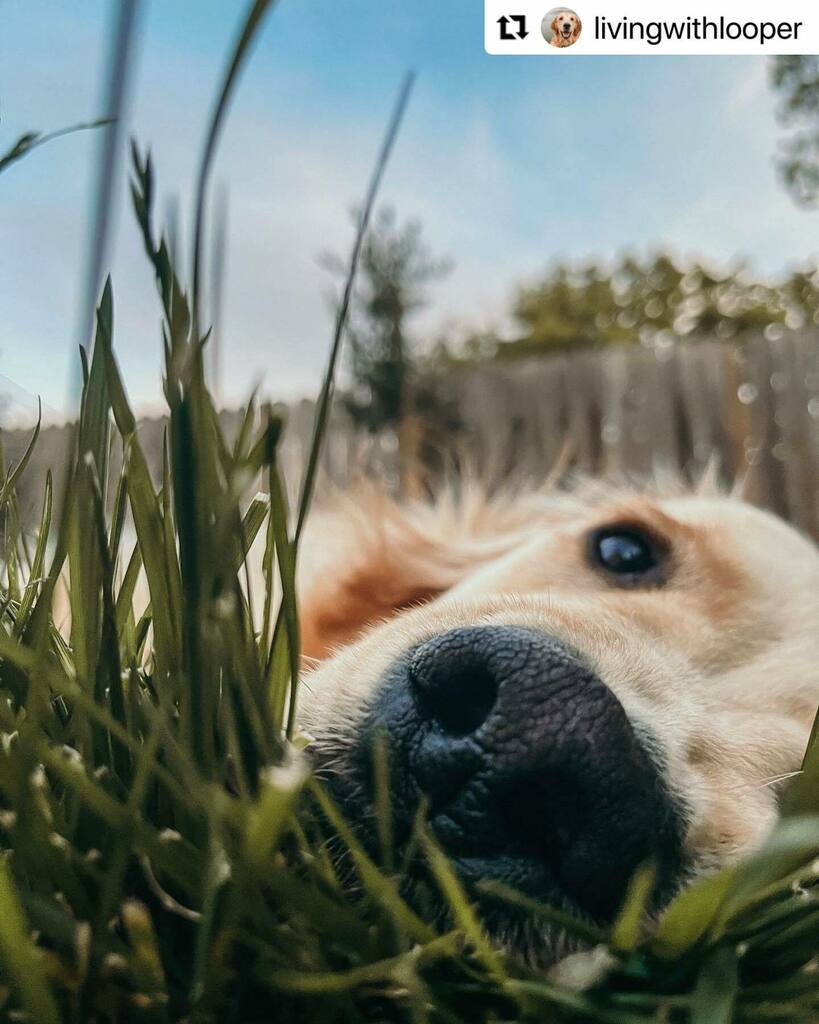DogsSac's tweet photo. Can I get a BOOP? 👆
.
.

#Repost @livingwithlooper with @make_repost
・・・
Blades of glory 🌾 https://t.co/EpjSpunl1O https://t.co/8VSNF4UBa6