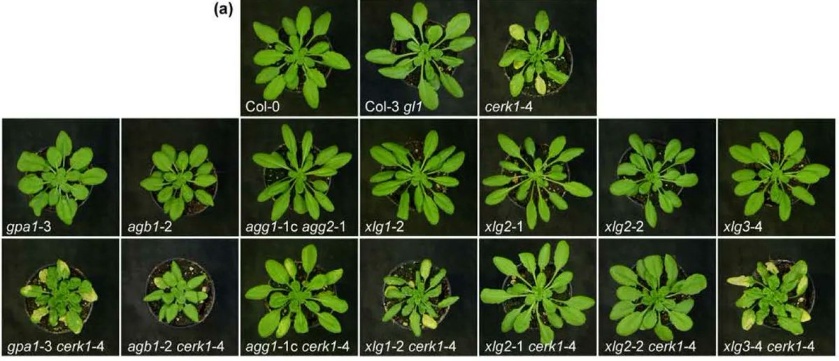 Plant Physiology (@plantphys) on Twitter photo EXTRA LARGE G-PROTEIN2 mediates cell death and hyperimmunity in the chitin elicitor receptor kinase 1-4 mutant #PlantSci buff.ly/3vOI2qd EXTRA LARGE G-PROTEIN2 mediates cell death and hyperimmunity in the chitin elicitor receptor kinase 1-4 mutant #PlantSci buff.ly/3vOI2qd