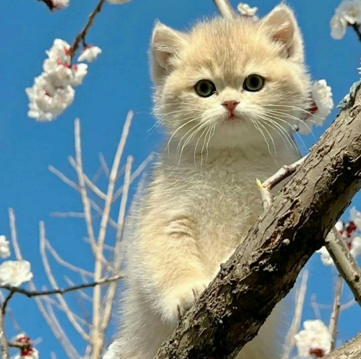 CuteKittyWorld's tweet photo. Is this kitten heaven? 😍💖

#CatsOnTwitter #kitten https://t.co/XI1J2PkkE2