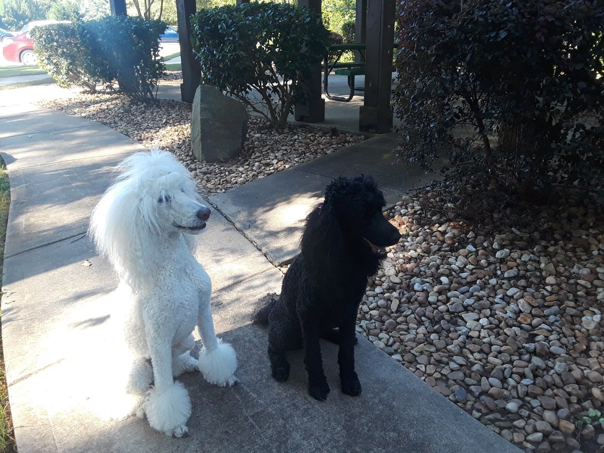 Ruffus Ford MD tweet media