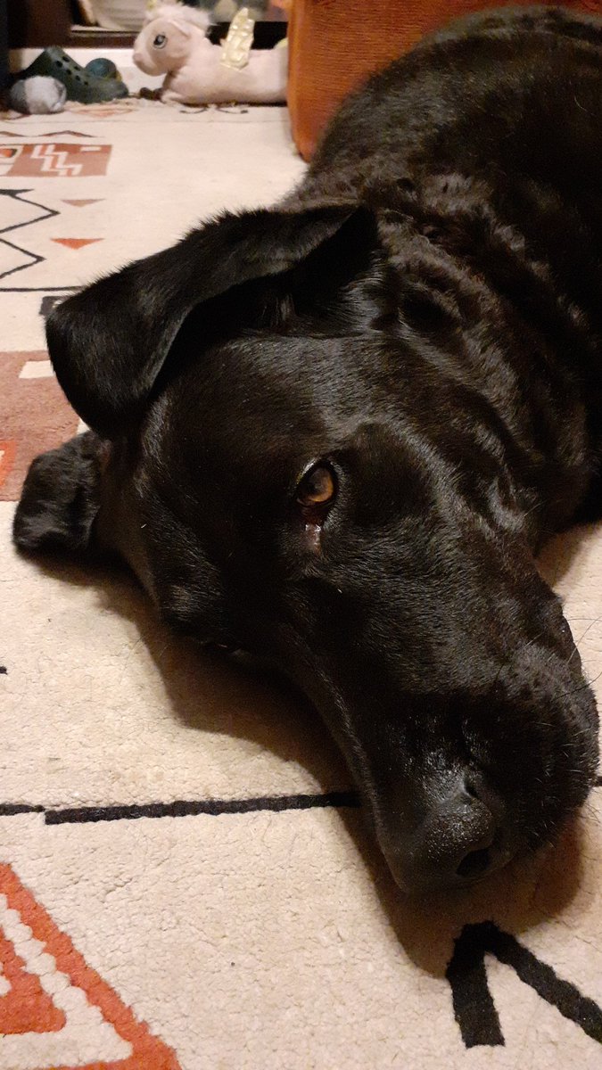 EmmetUnity's tweet photo. 10 days till this guy gets his knee fixed. For all the grief he's been through, somehow he remains a happy lad.
#Rebeldog. https://t.co/kqRDFVmaFj