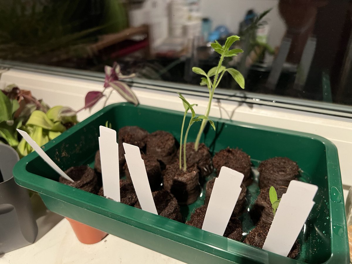 fihu's tweet image. So langsam geht es los. Werde am Wochenende dann wohl mal den ersten Tomatenbatzen umpflanzen.

#openSourceSeeds #OpenSourceGardens