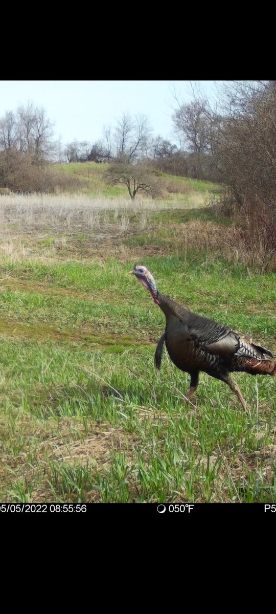 Very nice bird avoiding my turkey blind once again! <a href="/spartancamera/">Spartan Camera</a>