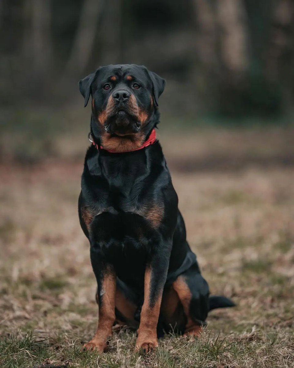 rottweilers_hub tweet media