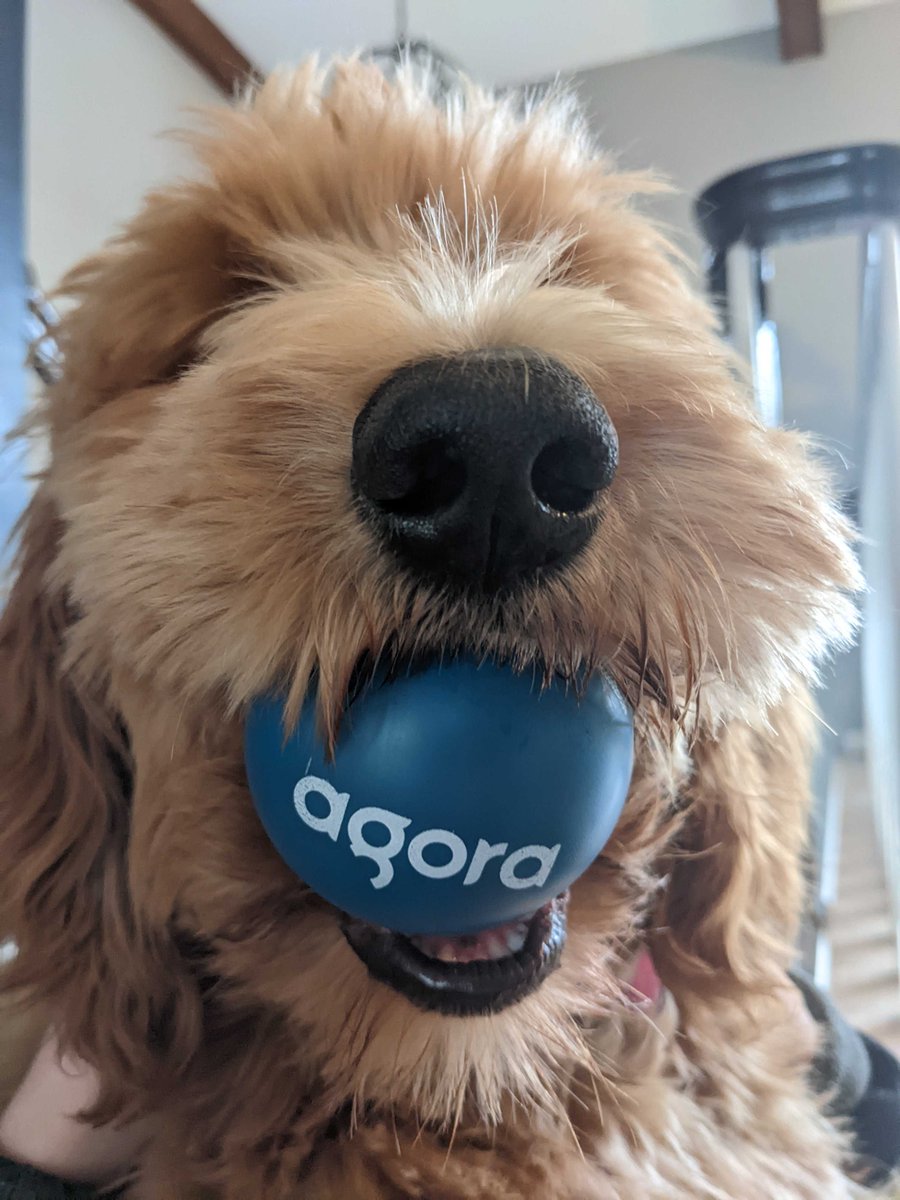 Happy Fri-YAY! What are your plans for the weekend? <a href="/blaisetho/">Blaise Thomas</a>'s golden-doodle Callie is getting ready for the park! 🐶 #PAWeredbyAgora
