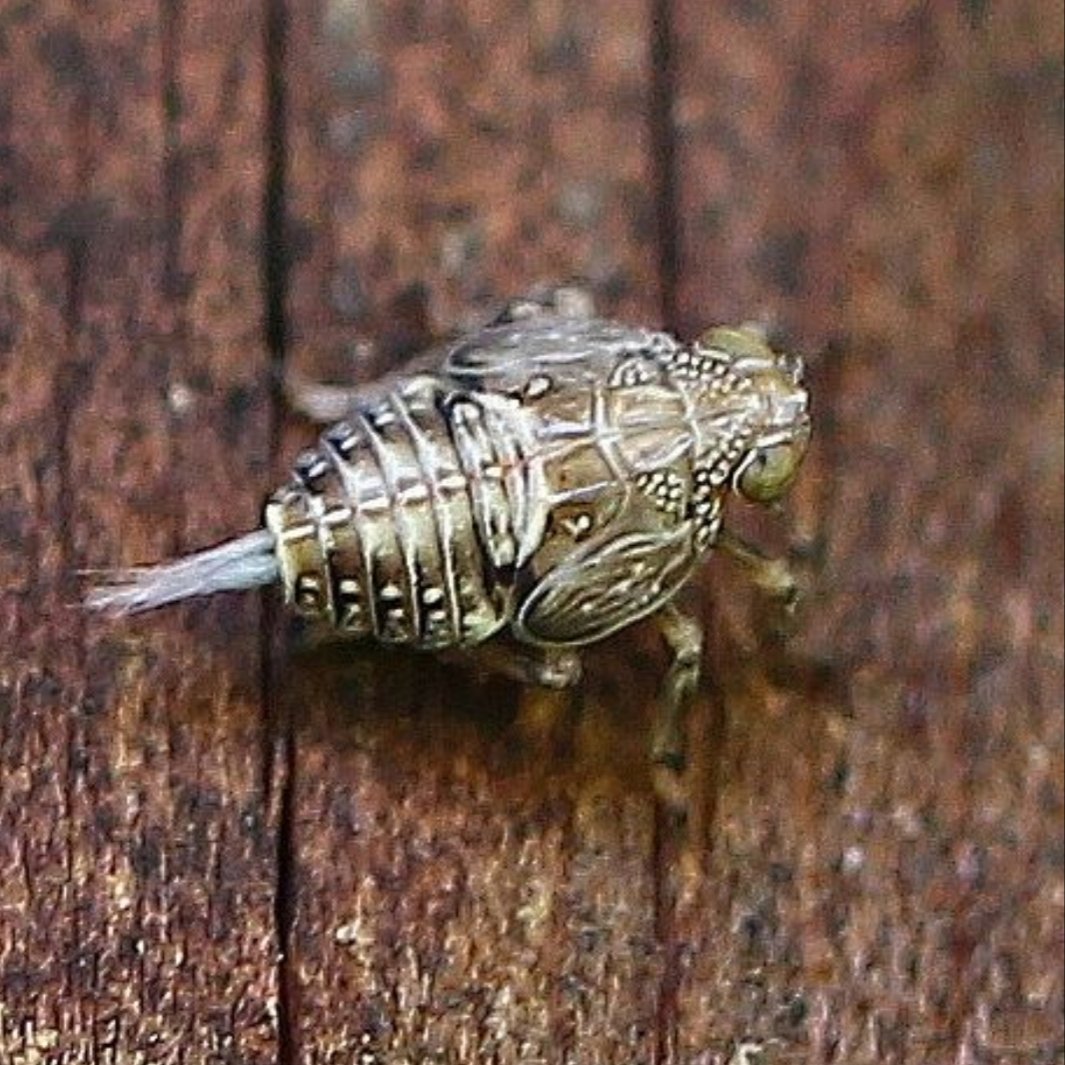 3pikt8t's tweet photo. Bad picture but nevertheless gorgeous: nympf of Issus coleoptratus.
Braunschweig, 30.04.2022.
#issuscoleoptratus #issidae #hemiptera https://t.co/9hGFHG79UB