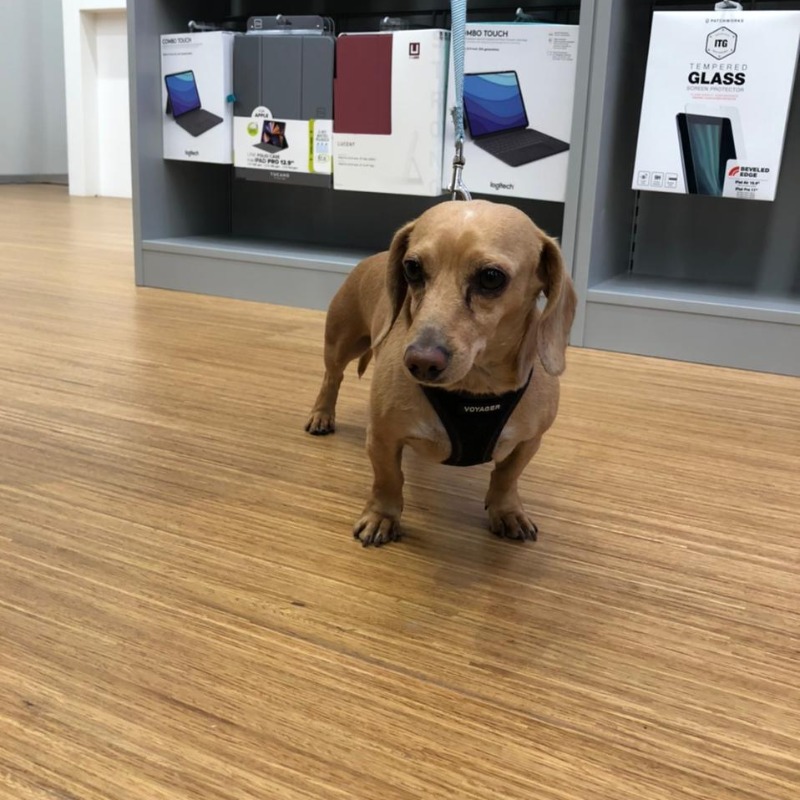 MacStoreMx's tweet photo. En #MacStore amamos a las mascotas y somos 100% #Petfriendly. 🥰🐾
Visítanos en Gran Terraza Coapa.
📌 Calz Acoxpa 610, Coapa, Equipamiento Plaza Coapa, Tlalpan, CDMX. Gran Terraza Coapa
#LoveMacStore #MacStoreMx