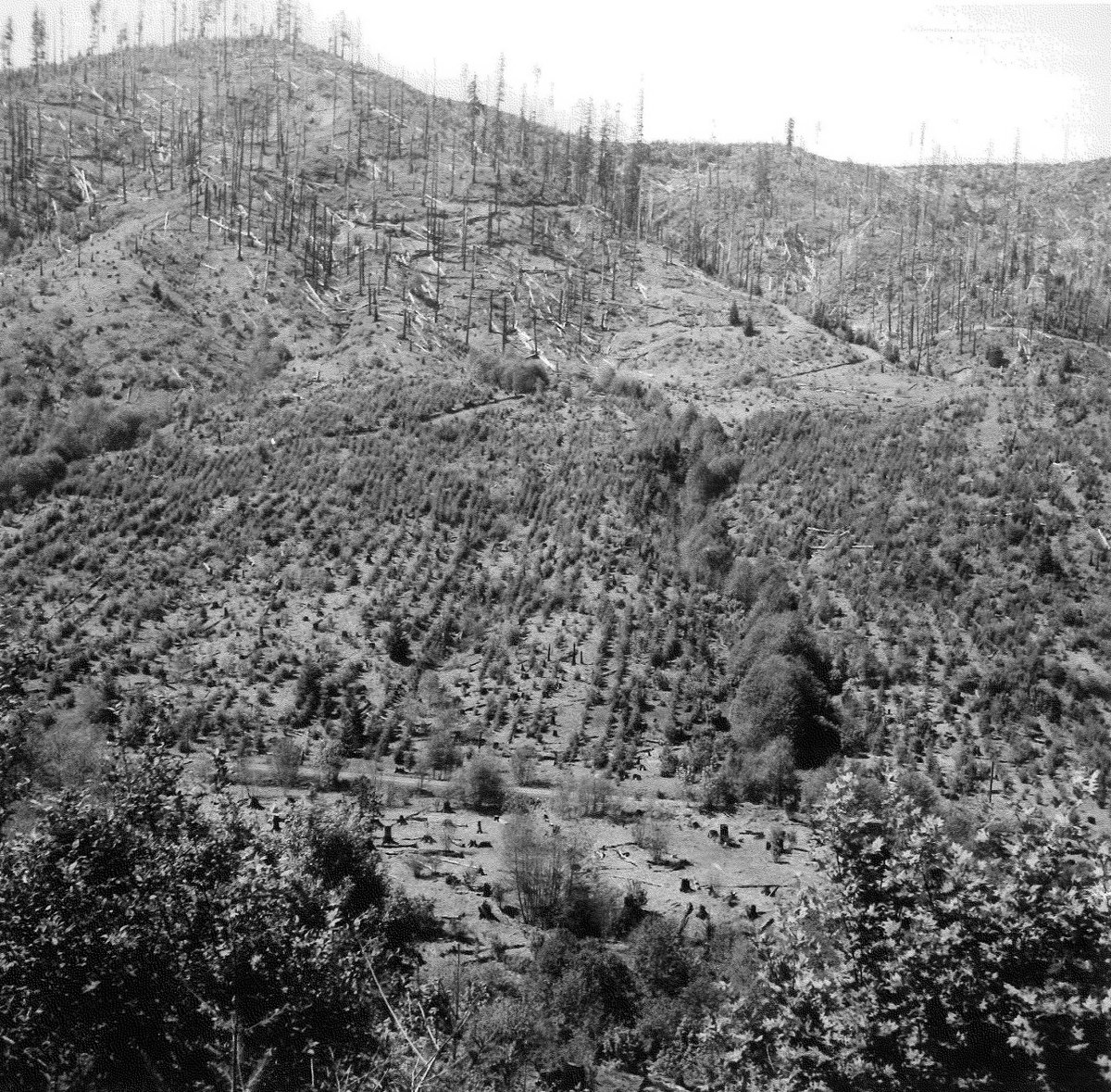 OregonArchives's tweet photo. This is an area replanted following the Tillamook Burn, probably in the 1950s. Imagine how big those baby trees are today! #ArchiveTrees https://t.co/b9WiHQQigV