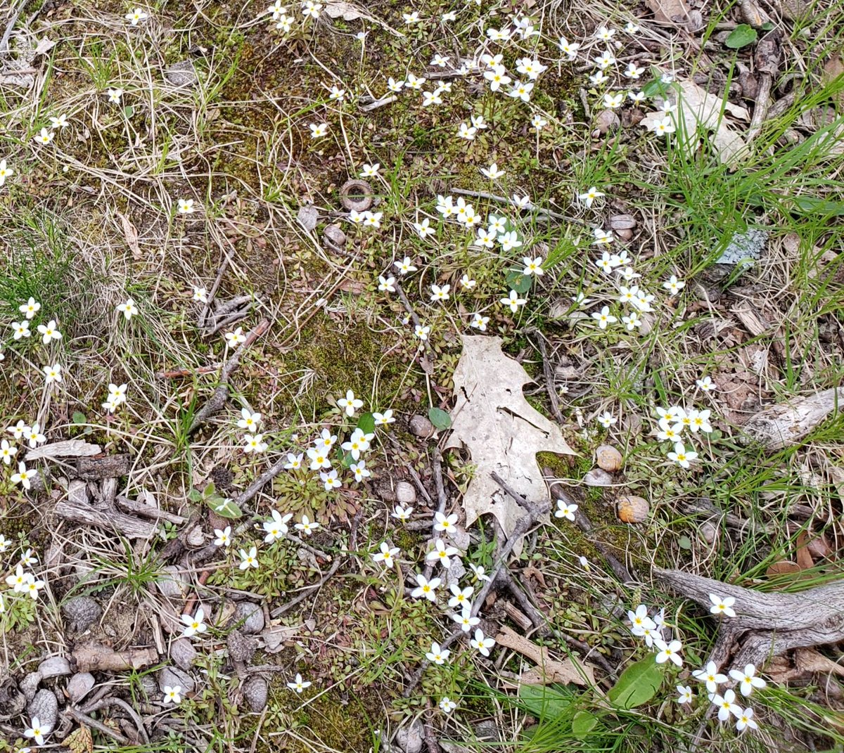 midliferefit's tweet photo. @Interior @GlacierNPS Smol and cute #bloomscroll #bluets https://t.co/fKYUQGhwz4