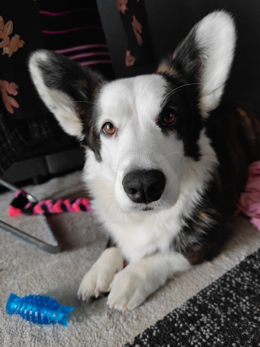 MrsBunny 🦁 tweet media