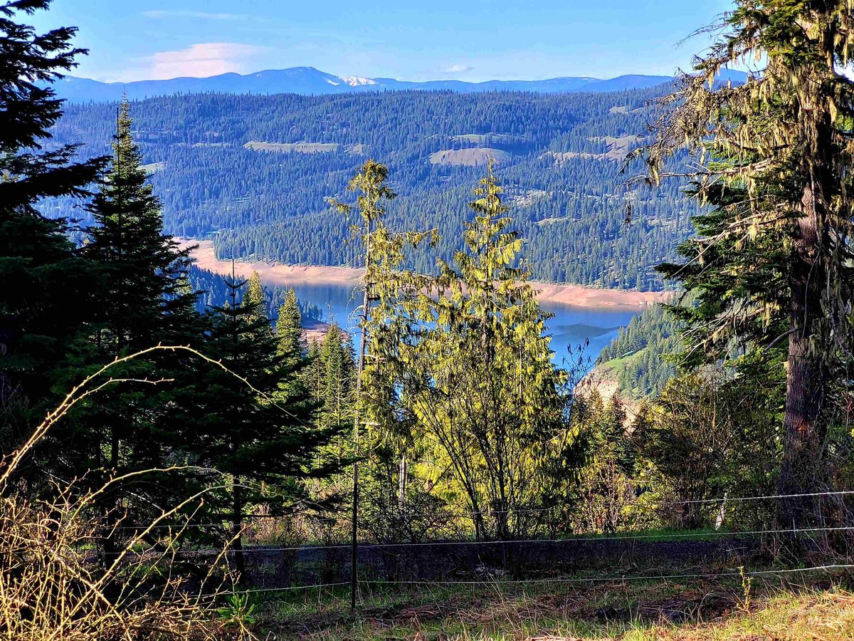StoutReal's tweet image. Dreaming of an #Idaho property with NO CCRs and a place to build the perfect home, cabin or family recreation area? This twenty acre parcel offering usable multiple building sites and views of Dworshak Reservoir makes this the perfect Idaho land #idaho 

s.paragonrels.com/goto/KpBi-3