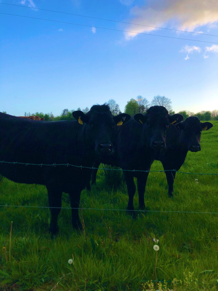 Three ladies carrying CH embryos, due in September &amp; October. Should make great cows.