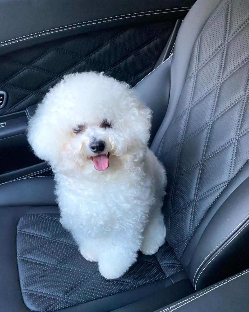 Lisa23577's tweet image. Although we can not communicate, but it can read my mood