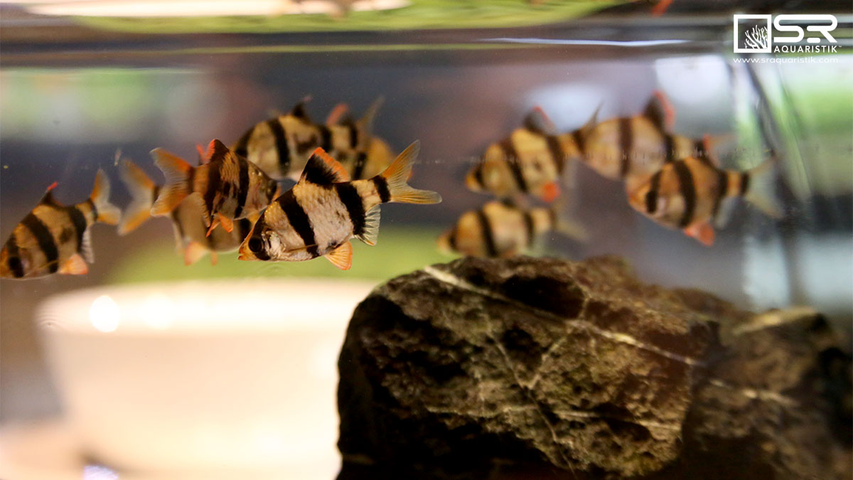 sraqua's tweet photo. We can't imagine a better way to welcome our guests than a school of Tiger Barbs! They fit the scene & stand out beautifully. Tiger Barbs are an active schooling fish that love to show off & play!ππ
#tigerbarb #fish #aquarium #aquascape #tropicalfish #fishtank #schooloffish https://t.co/UBXSvwO51y