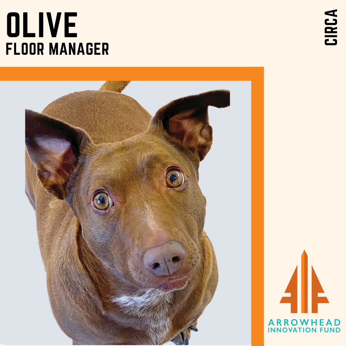 Happy Friday! Today we would like to highlight a very important member of the @HiCirca team. Olive is the professional Floor Manager for the team! 

#dog #floormanager #team #teamwork #puppyoftheday #entrepreneurship #Innovation