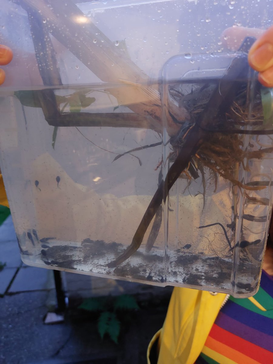 miss_gateley's tweet photo. I have spent this week showing my girls how amazing nature is💚we went tadpole hunting today and set up a lovely habitat for them to grow over the next few weeks, in about 14 weeks we will have some cute little froglets ready to re release to where we got them #achildscurriosity https://t.co/H21rsJ9OCK