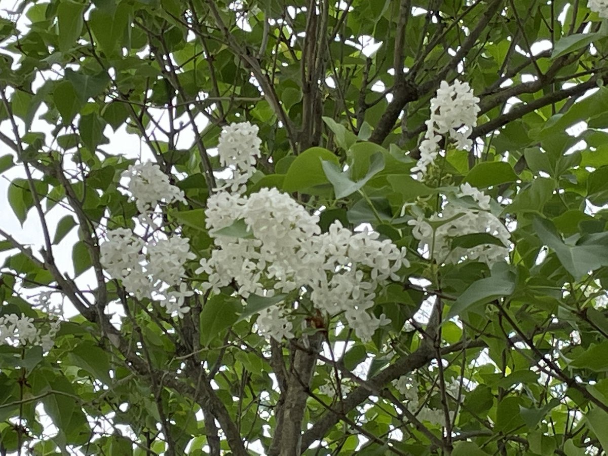 lenafgalati's tweet photo. @6abc I’m told that white lilacs are somewhat rare. Whether or not that’s true, ours bloomed, and I wanted to share! https://t.co/HocC7E8ykI