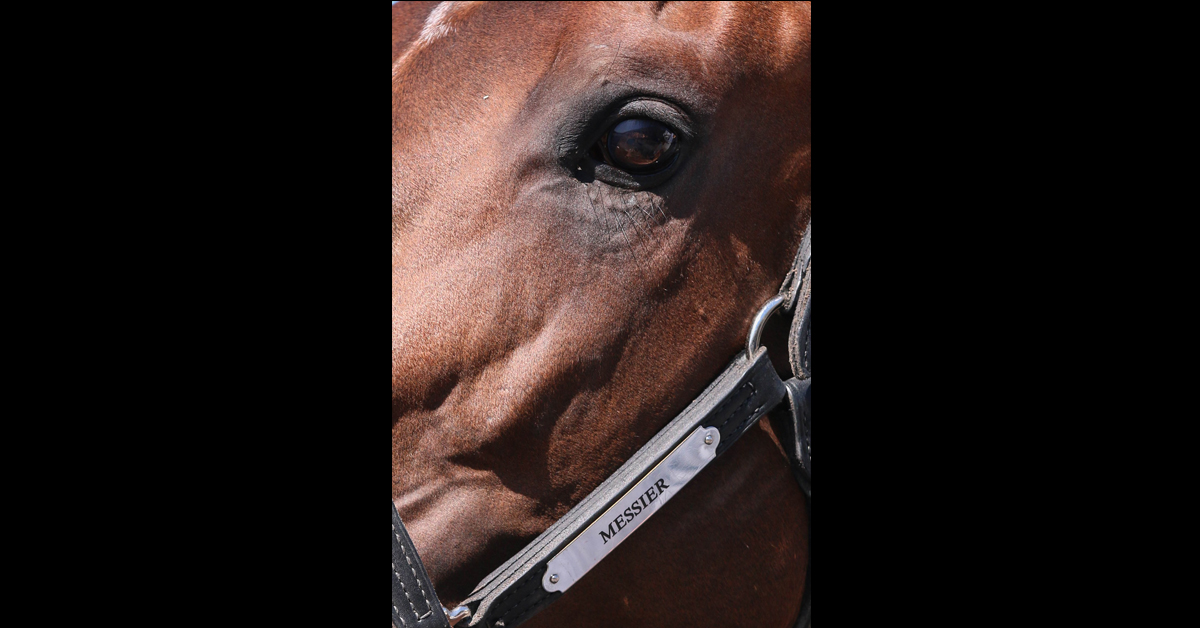 CanadianTbred's tweet photo. #KentuckyDerby: Sam-Son Family Have Feelings of ‘Pride and Excitement’
Fifty years after Ernie Samuel purchased his first racehorse, one of the last colts born on the MIlton, ON farm has a chance at the roses. #horseracing #Canadianbreds
https://t.co/OBvfCbDf5Q https://t.co/RcUqVrlcA8