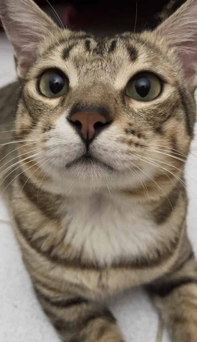 cheki oyip cayo tweet media