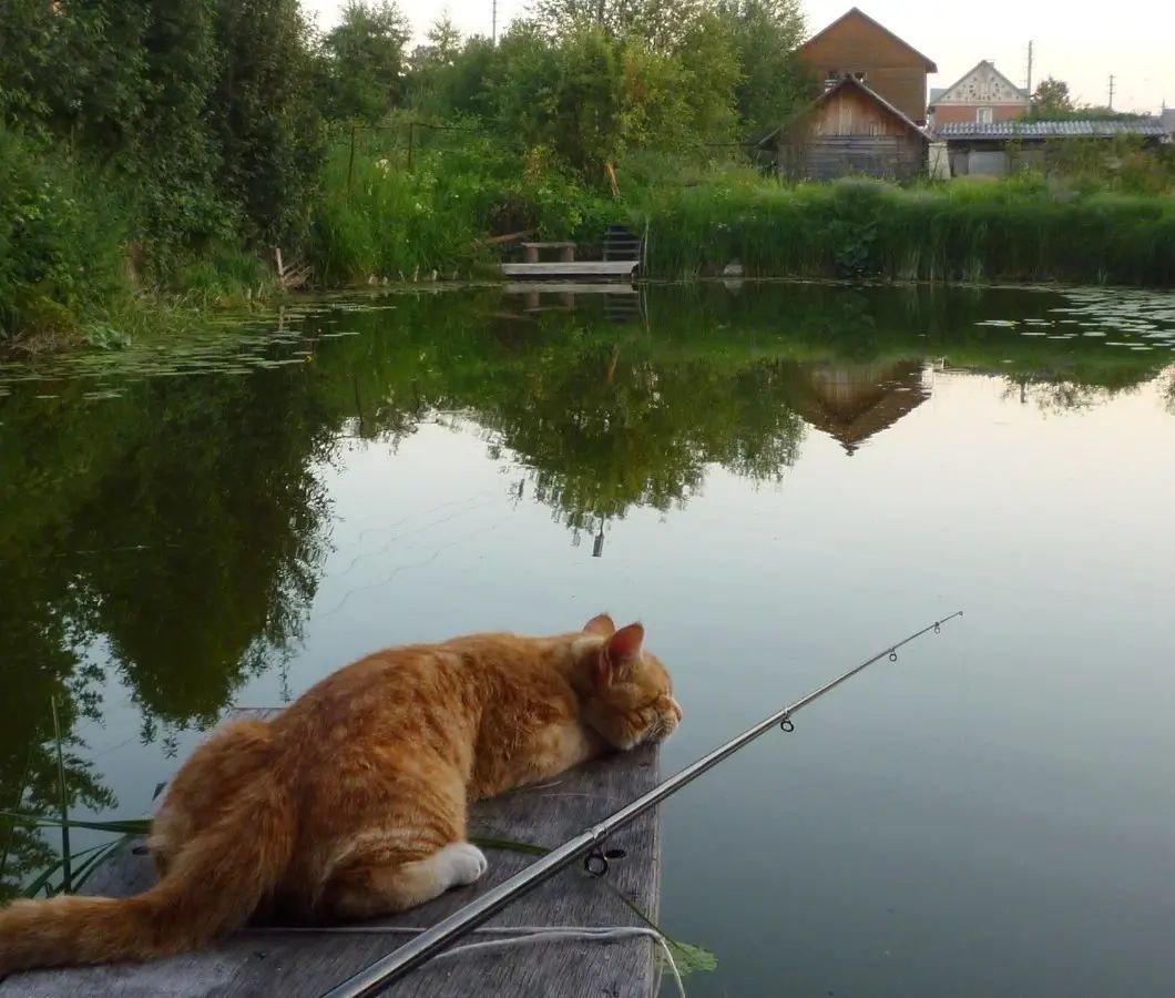 Коты на рыбалке
