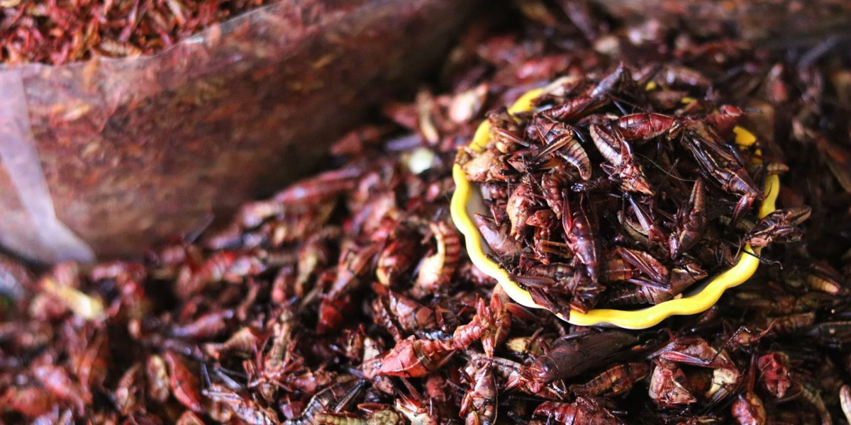 MxStratega's tweet photo. Más allá de la carne: insectos, leche cultivada y hongos para salvar al planeta

En algún momento de lo que queda del siglo, el sistema de producción de alimentos reventará…

https://t.co/fsEARP9g4k https://t.co/pZLNfmlqZQ