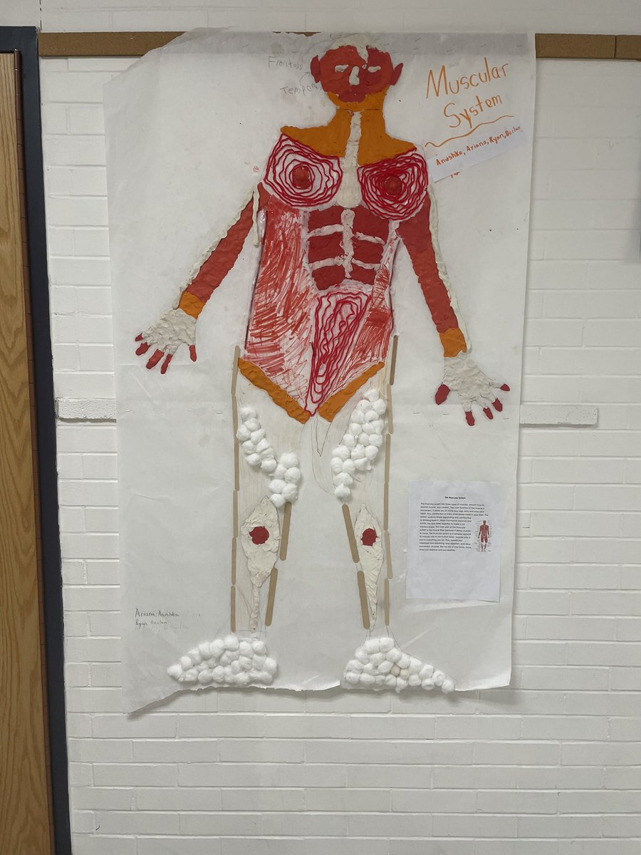fro_mrs's tweet photo. Wrapping up our Body Systems Unit!  @DoctorGemellaro @HarrisonHawks90 https://t.co/FHwgCD65r8