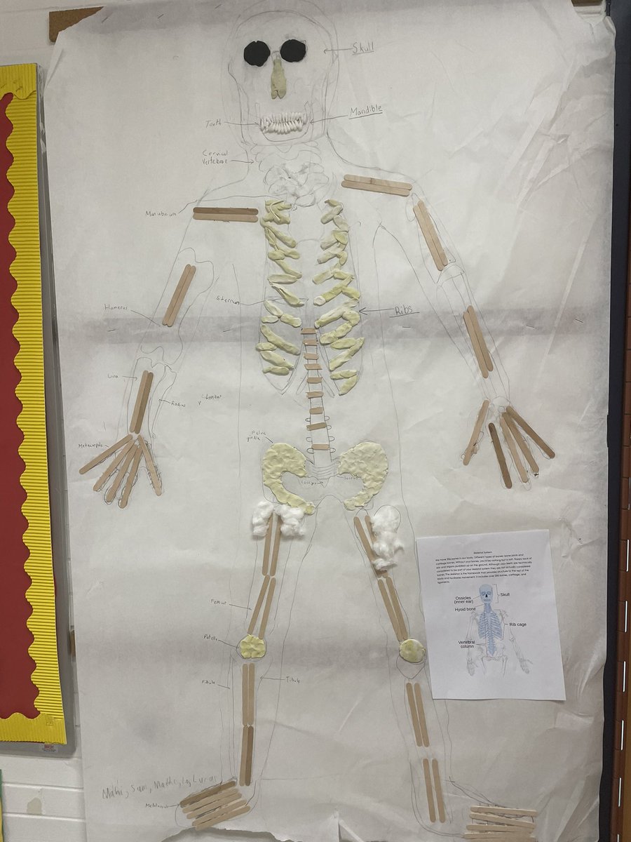 fro_mrs's tweet photo. Wrapping up our Body Systems Unit!  @DoctorGemellaro @HarrisonHawks90 https://t.co/FHwgCD65r8