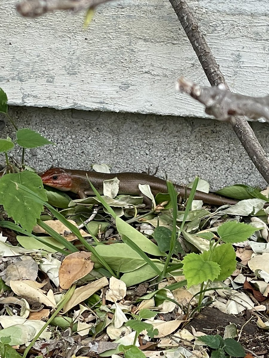 dawnstaley tweet media