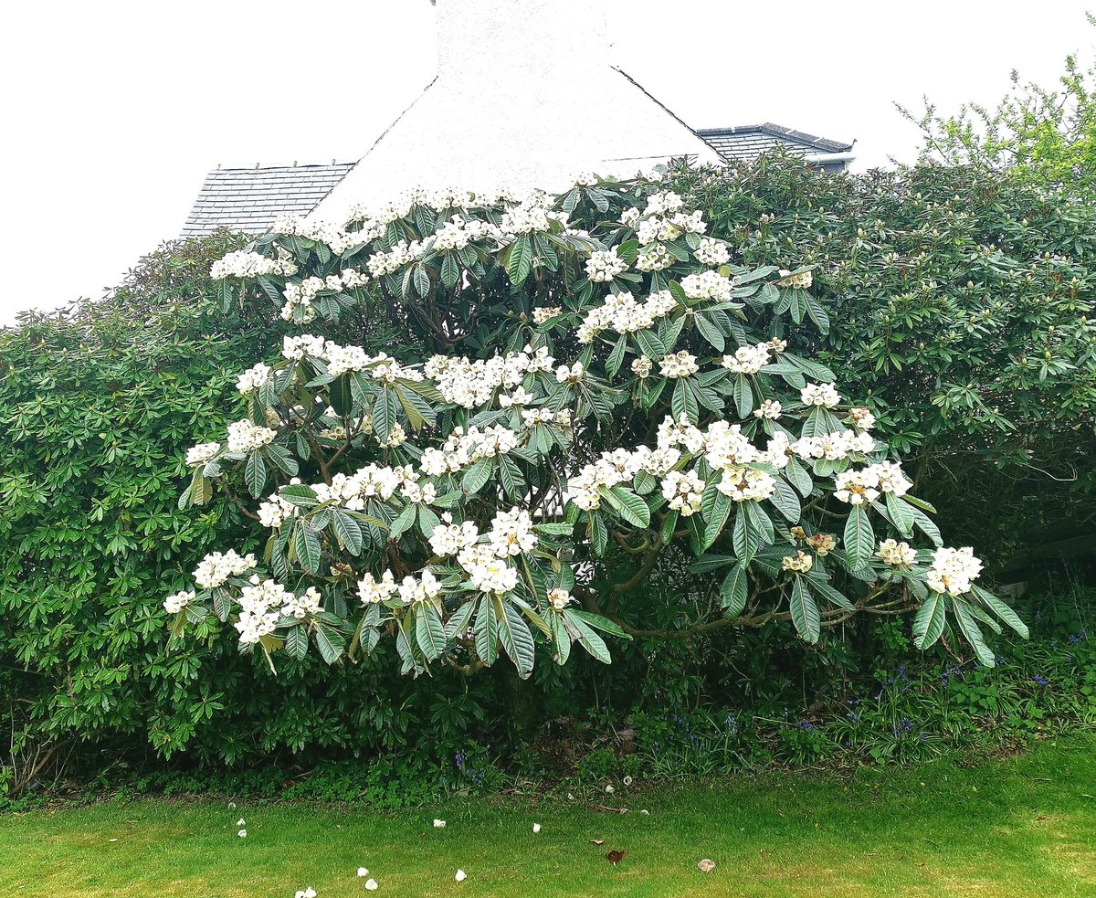 At Rickwood B&amp;B in Portpatrick South West Scotland, our Rhododendron Sinograne is looking amazing. A great place to stop on the South West Coastal 300 #SWC300