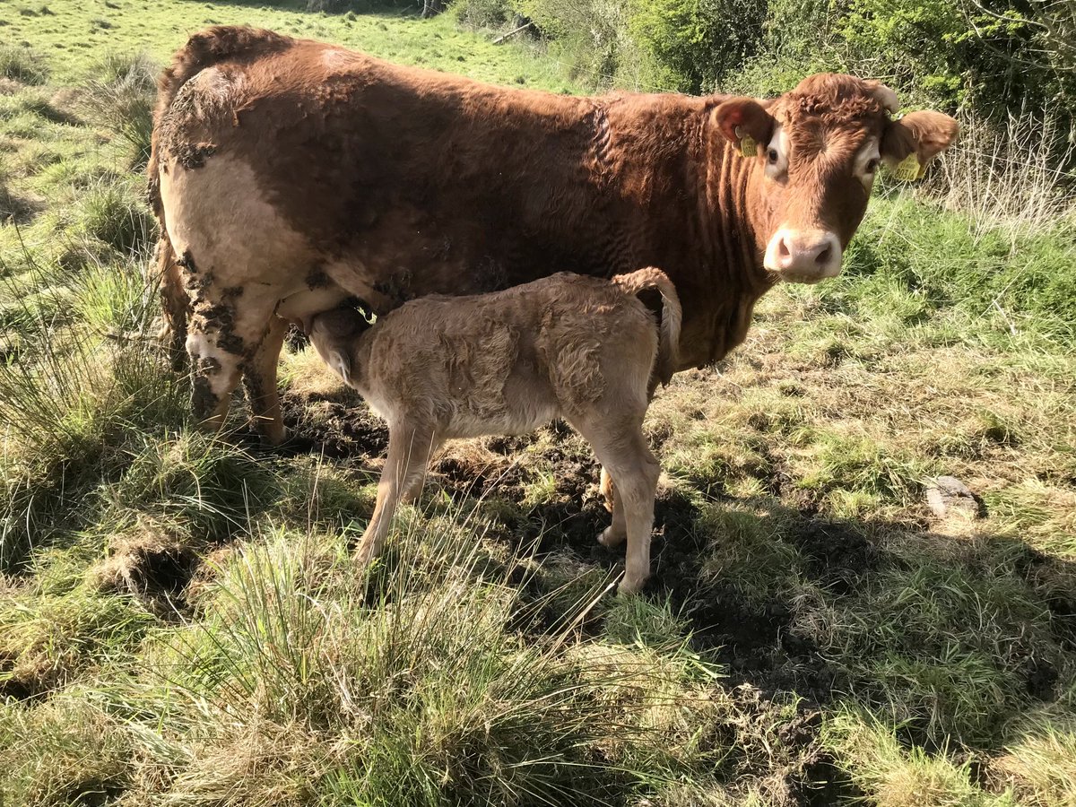 granshalimousin's tweet photo. Yes I did kick last year’s calf in the head til it gave up! I changed my mind- have you a problem with that? Lennox hfr calf - Ionesco 2nd calver. And no I don’t have a problem with that!!! (Wise decision on her part though!) https://t.co/VPhMinP83O
