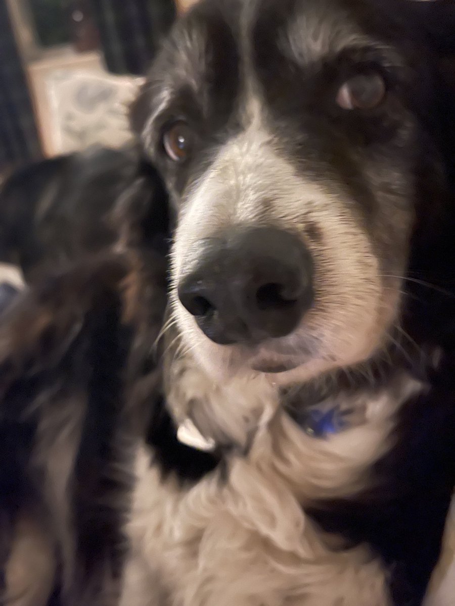 LizJonesGoddess's tweet photo. Night night from Mini Puppy https://t.co/9gXOQN12cX